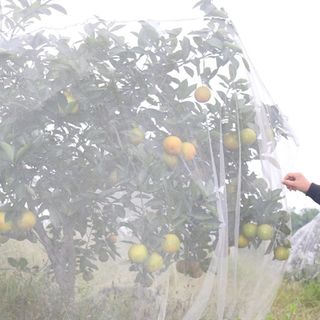 CAM MÁT SIÊU NGỌT