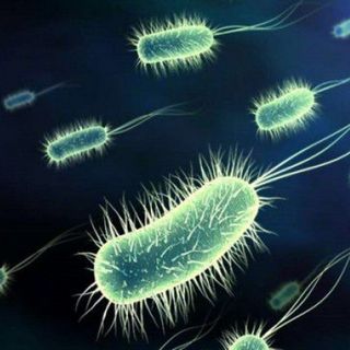 Cung cấp men vi sinh: Lactobacillus acidophilus giá sỉ