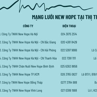 Thức ăn hỗn hợp cho ngan và vịt đẻ