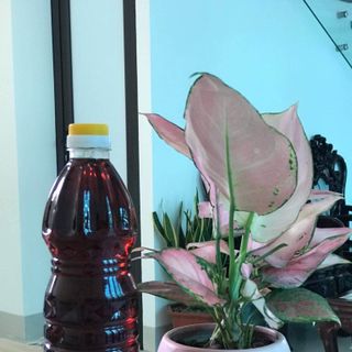 Nước mắm truyền thống