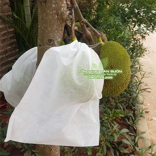 Túi vải không dệt kích thước 50x70 bao mít