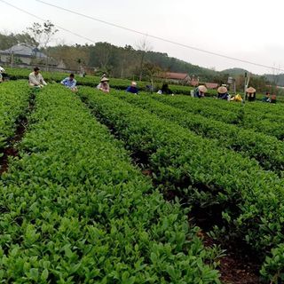 TRÀ TÂN CƯƠNG THÁI NGUYÊN 1KG