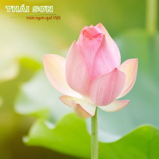 Sữa Hạt Sen… Hương Đồng Gió Nội!