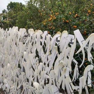 Củ cải muối héo