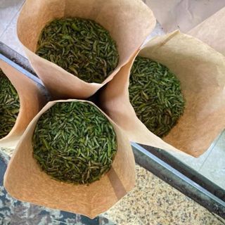 Hạt cào cào non. Dành cho chim cảnh