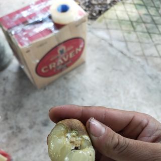 Nhãn Bắp Cải vụ cuối