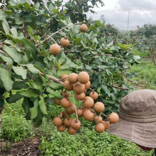 Nhãn Bắp Cải vụ cuối