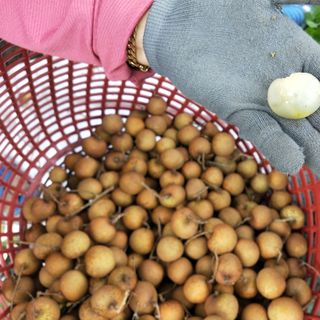 Nhãn Bắp Cải vụ cuối