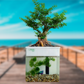 Hộp sinh thái Provie Eco (Mini Aquaponic, kết hợp cây và cá cộng sinh, để trang trí trong nhà)