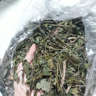 Chè vằng lợi sữa