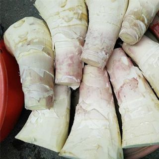 Măng Tre