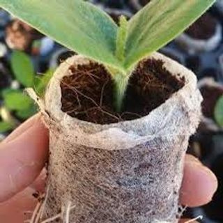 Thùng 1000 viên nén sơ dừa ươm hạt, tỉ lệ nãy nầm 97%