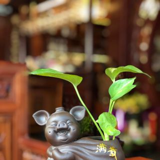 Tượng Heo Phong Thuỷ - Đắc Tài, Đắc Lộc, Đắc Bình An