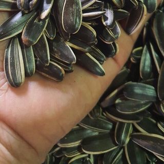 Hạt hướng dương, hạt bí, hạt dưa