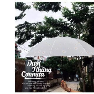 Ô Dù Hoa Cúc Nền Trắng Cán Dài Nhã Nhặn