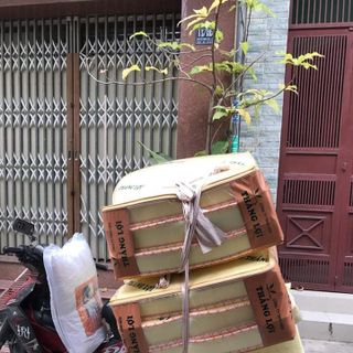 Nệm cao su non Thắng Lợi kích thước 1m8x2mx10cm