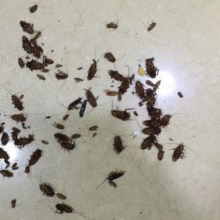 Thuốc Diệt Kiến Gián ANBIO