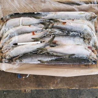 Cá trích Thái bình Dương từ Nga