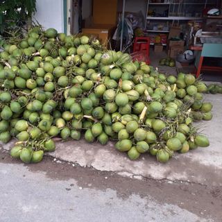 Dừa tươi Indo giá sỉ