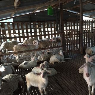 Thjt cừu hàng đứng nằm, móc hàm đều có giá cạnh trang báo giá nhanh
