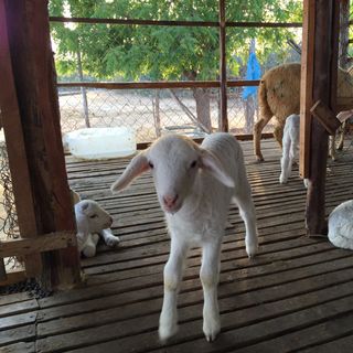 Thjt cừu hàng đứng nằm, móc hàm đều có giá cạnh trang báo giá nhanh