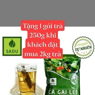 TRÀ TÚI LỌC CÀ GAI LEO