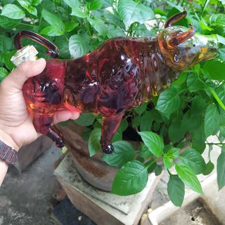 Rượu Phong Thủy Năm con Trâu