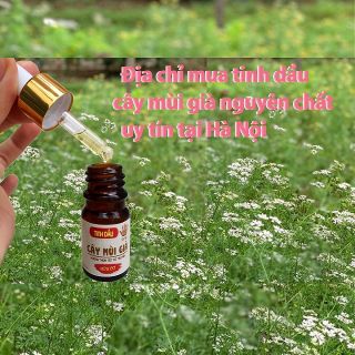 Tinh dầu mùi già nguyên chất - tinh dầu cây mùi già xông nhà, lau dọn bàn thờ, xông tắm Tất Niên, khử mùi hôi phòng