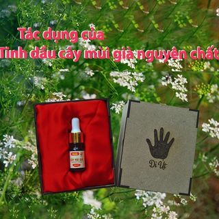 Địa chỉ mua tinh dầu cây mùi già nguyên chất tại Hà Nội : xông nhà, tắm tất niên, massage thư giãn,...