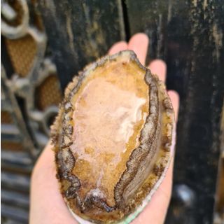 Bào Ngư Đông Lạnh Hàn Quốc Loại 1kg Size 10 Con