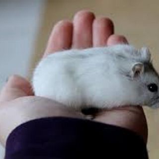 Chuột hamster - Campel giá sỉ