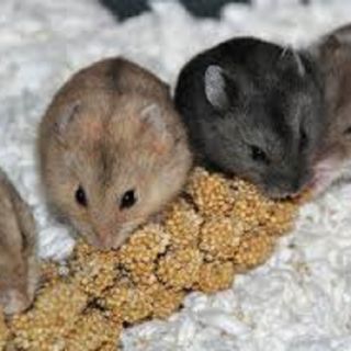 Chuột hamster - Campel