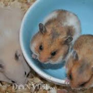 Chuột hamster - RoBo