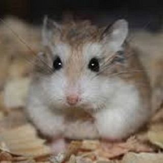 Chuột hamster - RoBo giá sỉ
