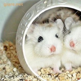 Chuột hamster - RoBo