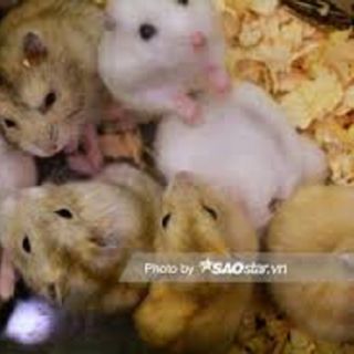 Chuột hamster - RoBo