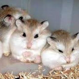 Chuột hamster - RoBo