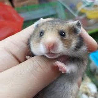 Chuột hamster - Bear giá sỉ