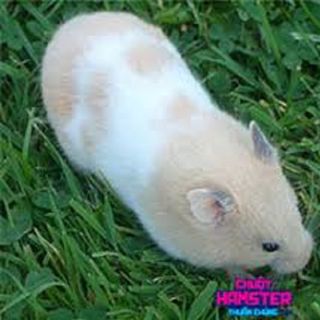 Chuột hamster - Bear
