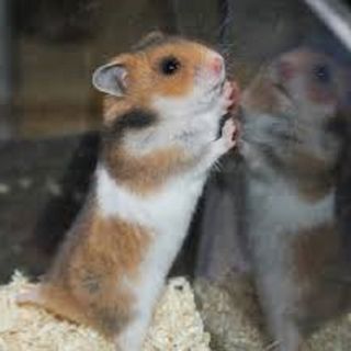 Chuột hamster - Bear
