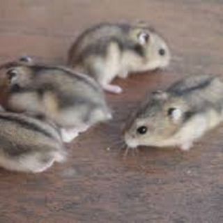 Chuột hamster - Winter White giá sỉ