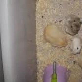 Chuột hamster - Winter White