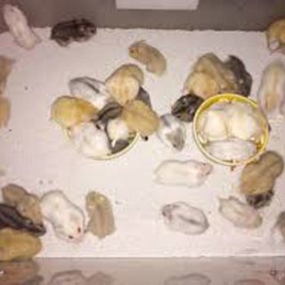 Chuột hamster - Winter White