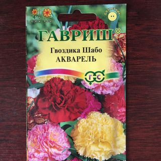 Hạt giống hoa cẩm chướng kép nhiều màu Nga giá sỉ