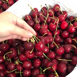 CHERRY ÚC - BAO NGON, GIÒN, NGỌT