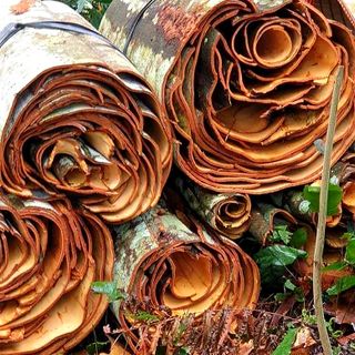 Tinh dầu Quế nguyên chất tại hà nội 100% thơm phòng, đuổi muỗi, khử mùi xe oto, khử mùi hôi nhà cửa giá rẻ của Eslife cung cấp