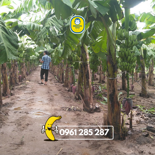 Kẹo chuối dừa King Kong Banana [HỘP 50 VIÊN] thơm ngon tự nhiên, 100% từ chuối tươi VietGap với dừa tươi sấy khô