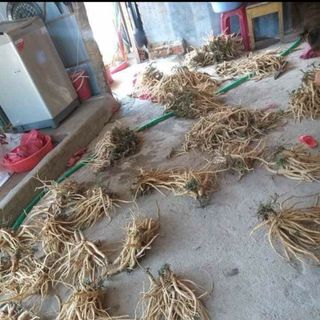 Sâm dây Ngọc Linh tươi