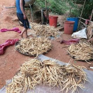 Sâm dây Ngọc Linh tươi