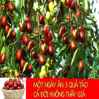 Táo đỏ sấy khô Hàn quốc ( hộp 1kg)